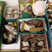 Assorted fossils, shells and mineral samples (5 boxes)