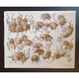 Graham Thomas Oakley (British, 1929-2022), Studies of fighting rats and mice, watercolour, signed,