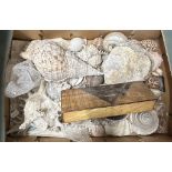 Assorted fossils, minerals and other items (4 boxes)