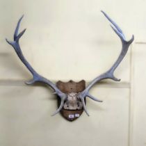 A pair of mounted antlers These have been spray painted light blue