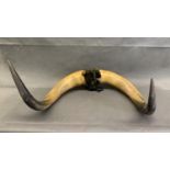 A large pair of vintage bull's horns