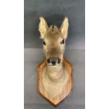 A vintage French roe deer head mount