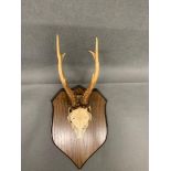 Roe deer skull and antlers on oak mount