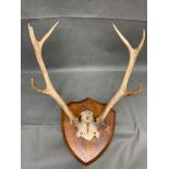Horned Skull Mount of roe (/) deer antlers, no details of the demise, an 8 point example