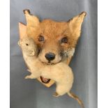 Fox head mount on shield with a stoat in its mouth, good quality taxidermy