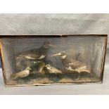 Antique taxidermy birds in case