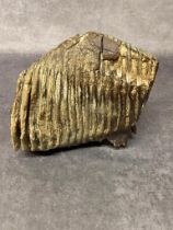 A good sized fossilised woolly mammoth tooth 24cm long weighing 5.6 kg