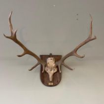 An 11 pointer stag antlers, Muckross 1950