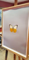 DAMIEN HIRST SIGNED PRINT UNTITLED - SINGLE BUTTERFLY ON GREY PAPER IN A NATURAL WOODEN FRAME SIZE :