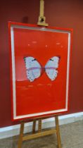 DAMIEN HIRST PRINT UNTITLED: SINGLE BUTTERFLY ON RED BACKGROUND RED FRAME SIZE: H 99.5CM X W 66CM