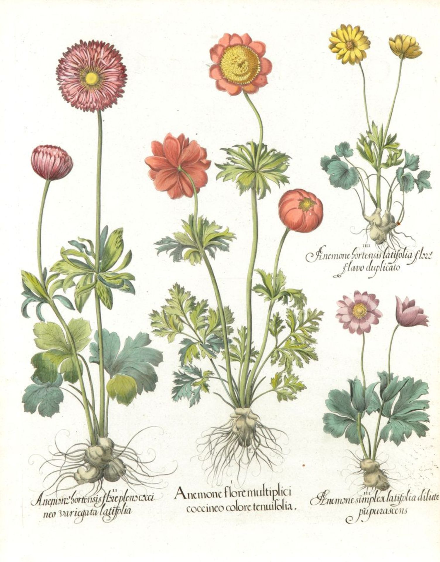 Botanische Darstellung v. Anemonenarten