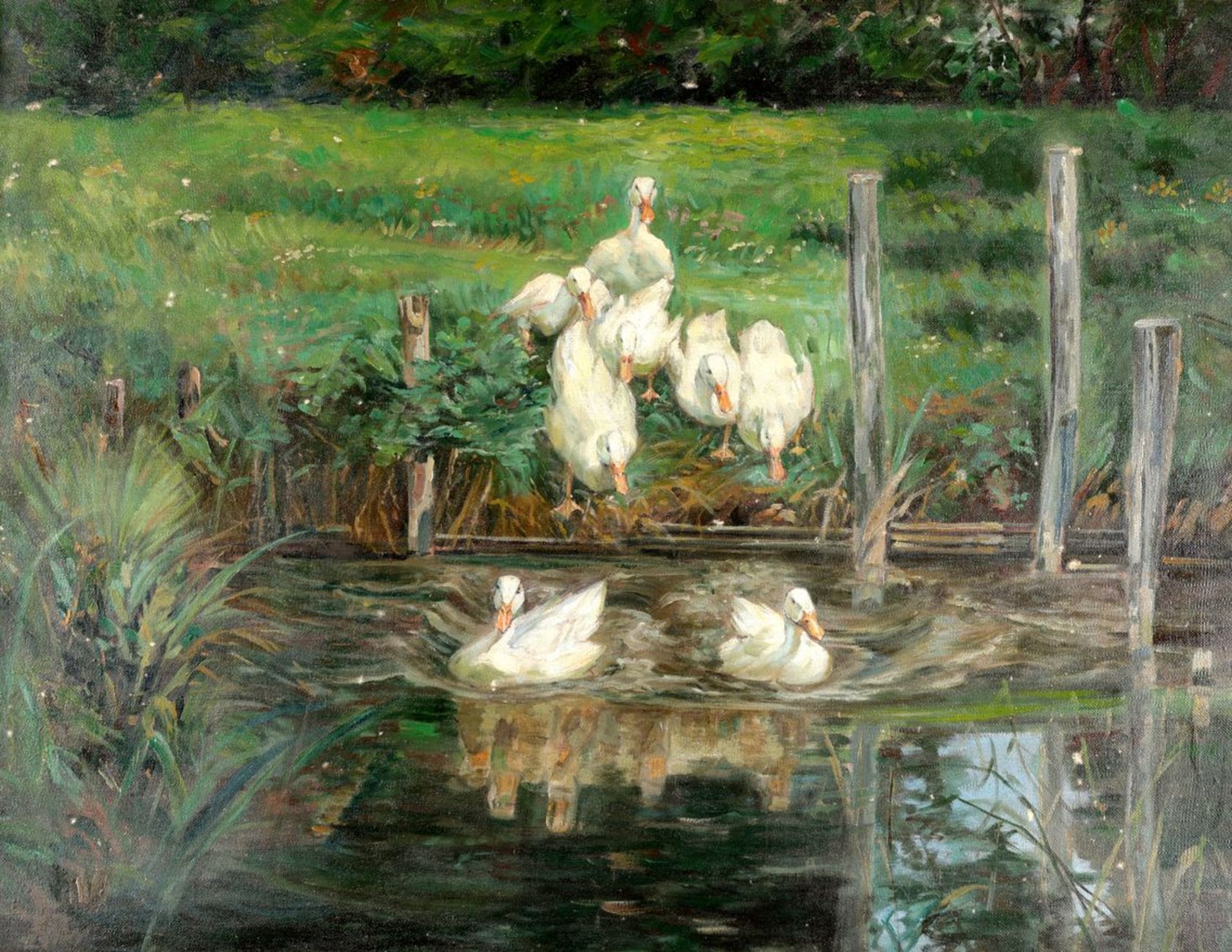 Weiße Enten auf dem Weg zum Teich