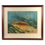 After David Miller - a coloured print depicting a brown trout swimming in a chalk stream, framed &