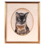 Modern British - Study of a Tortoiseshell Cat - pastel, framed & glazed, 22 by 27cms.