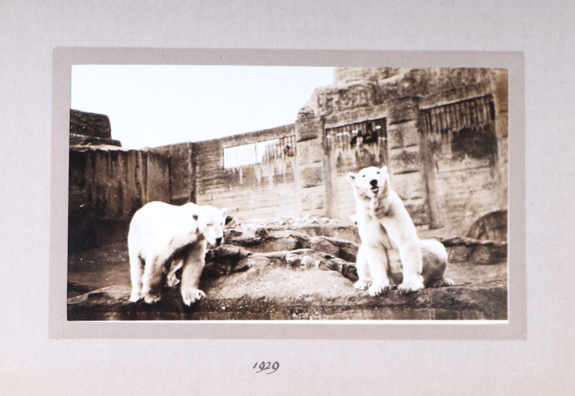 Two private photograph albums containing images of London Zoo between 1925 and 1935, each album - Image 38 of 60