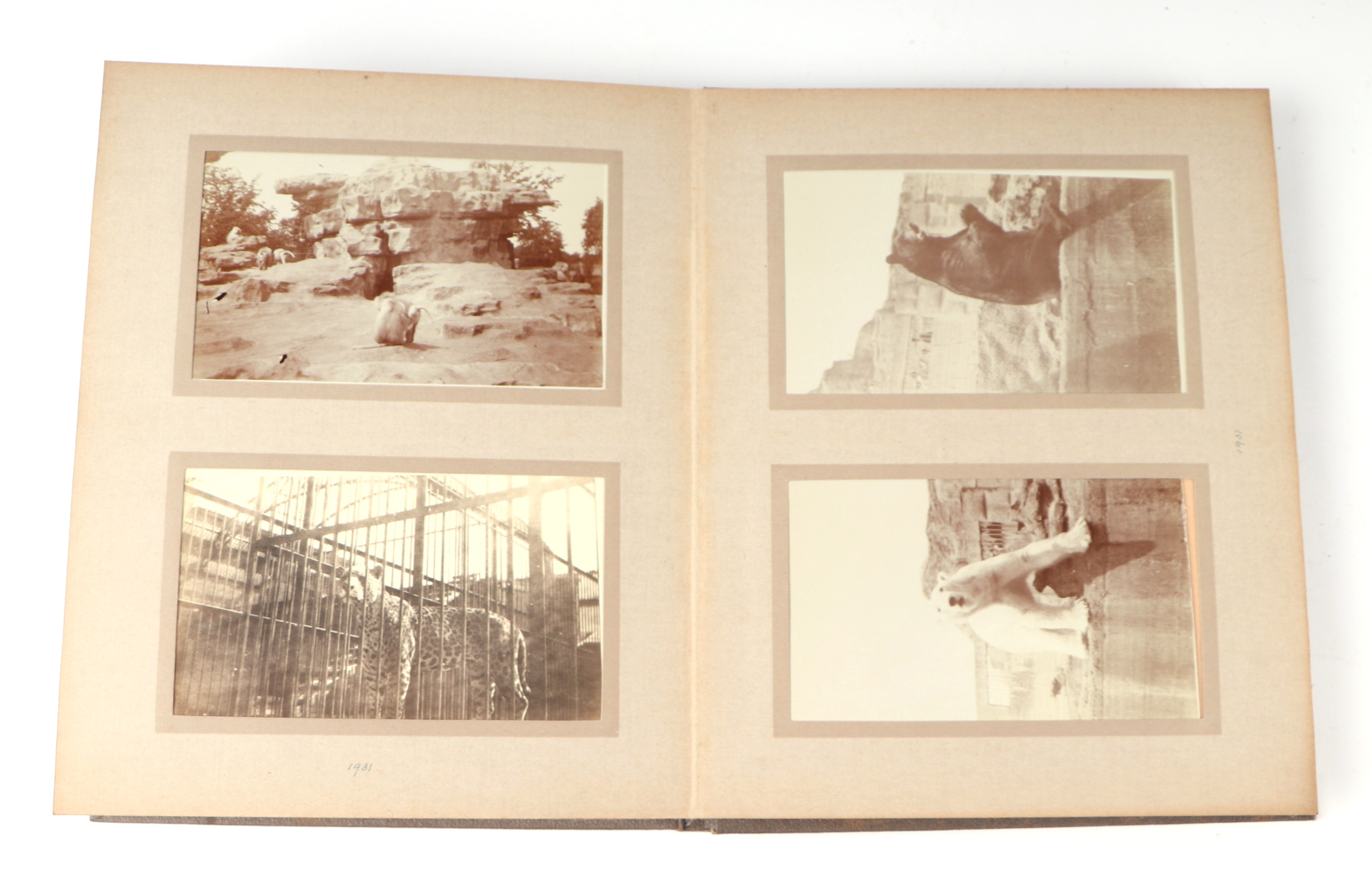 Two private photograph albums containing images of London Zoo between 1925 and 1935, each album - Image 44 of 60