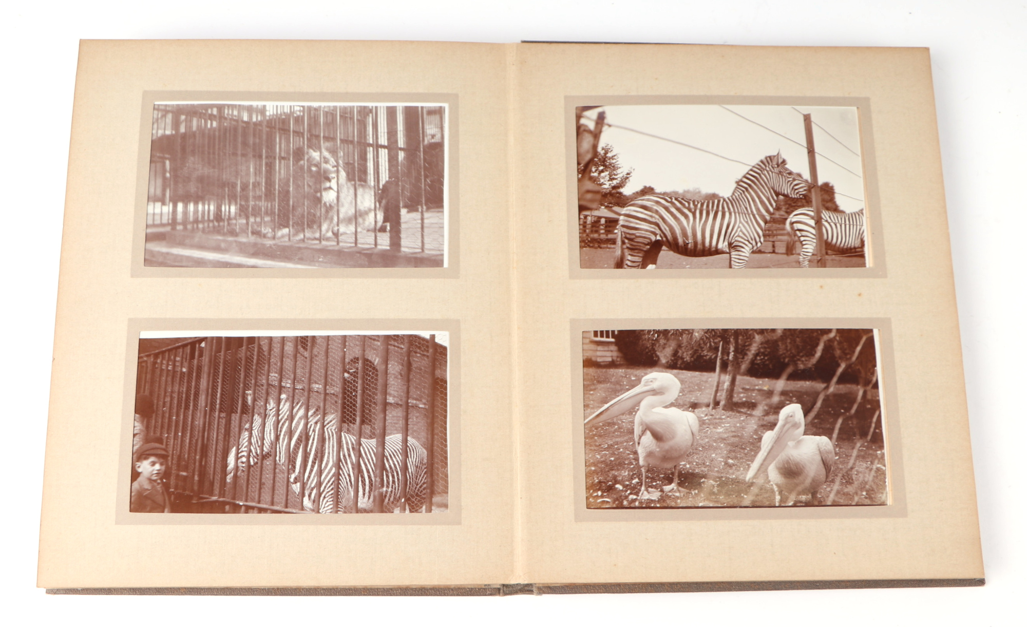 Two private photograph albums containing images of London Zoo between 1925 and 1935, each album - Image 58 of 60