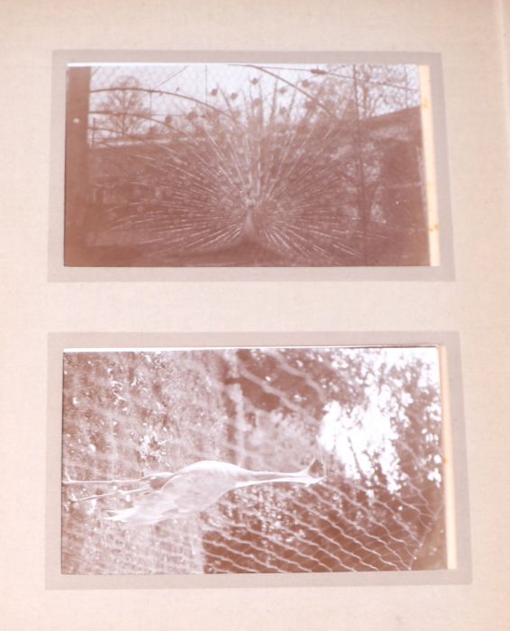 Two private photograph albums containing images of London Zoo between 1925 and 1935, each album - Image 30 of 60