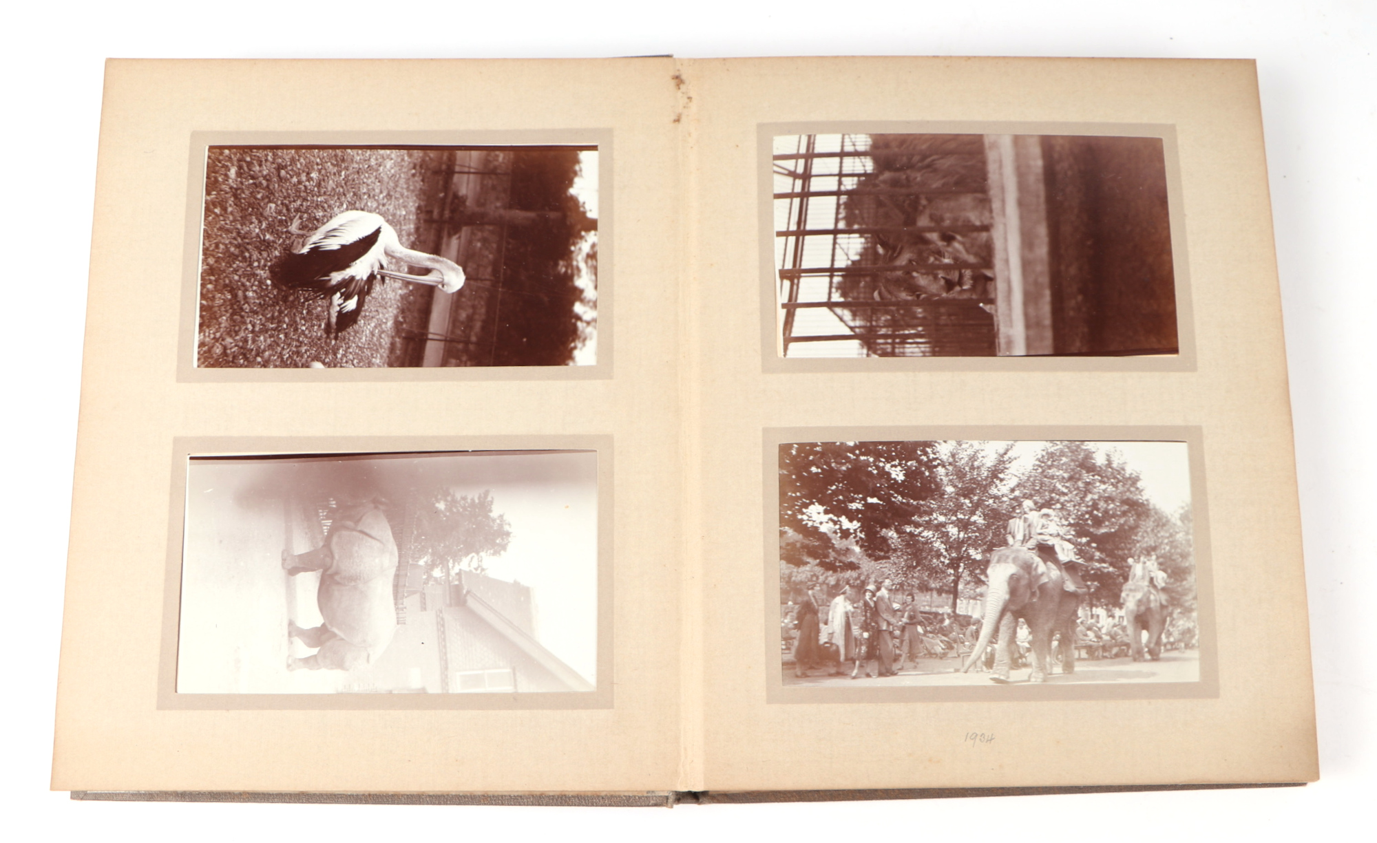 Two private photograph albums containing images of London Zoo between 1925 and 1935, each album - Image 48 of 60