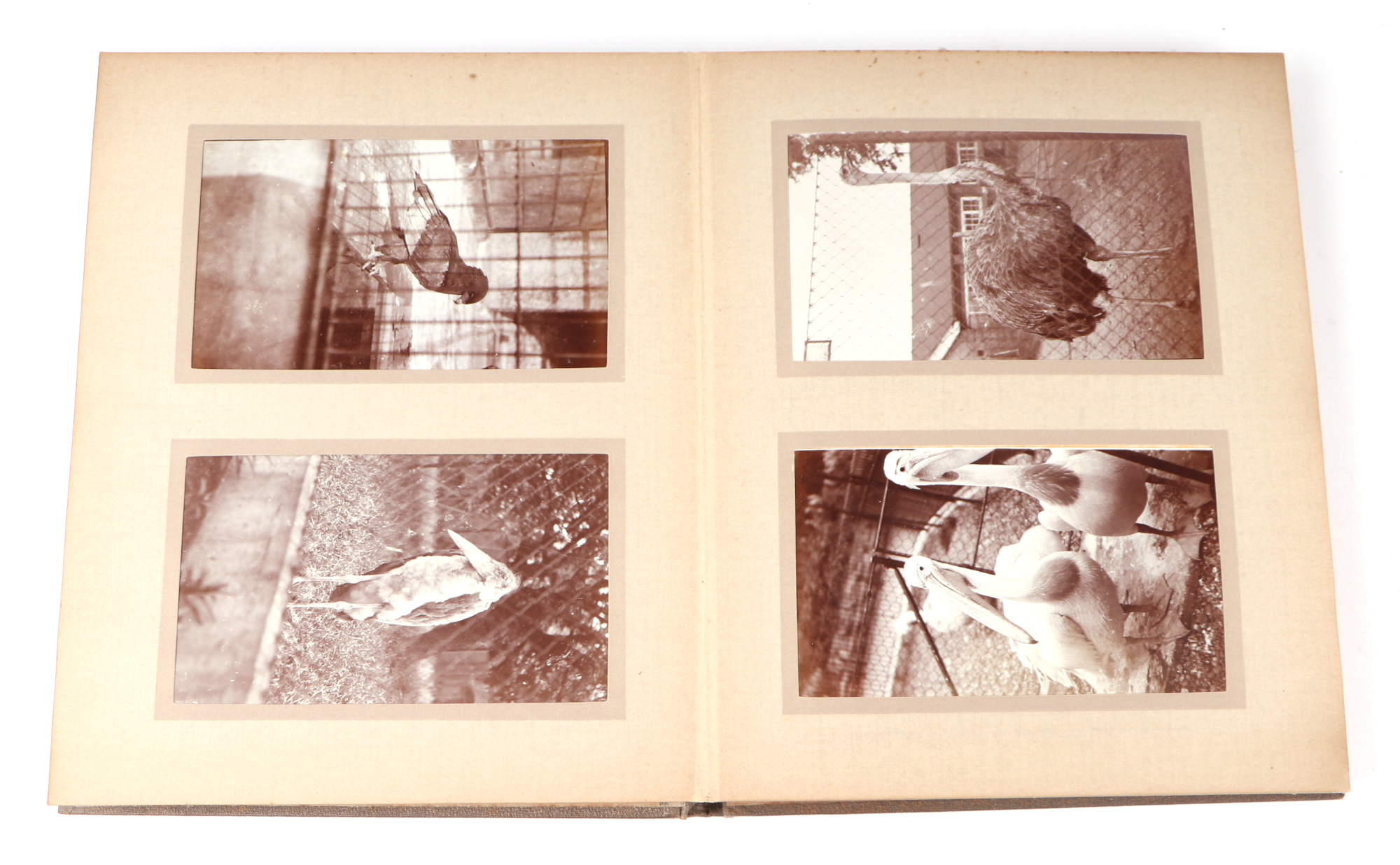 Two private photograph albums containing images of London Zoo between 1925 and 1935, each album - Image 50 of 60