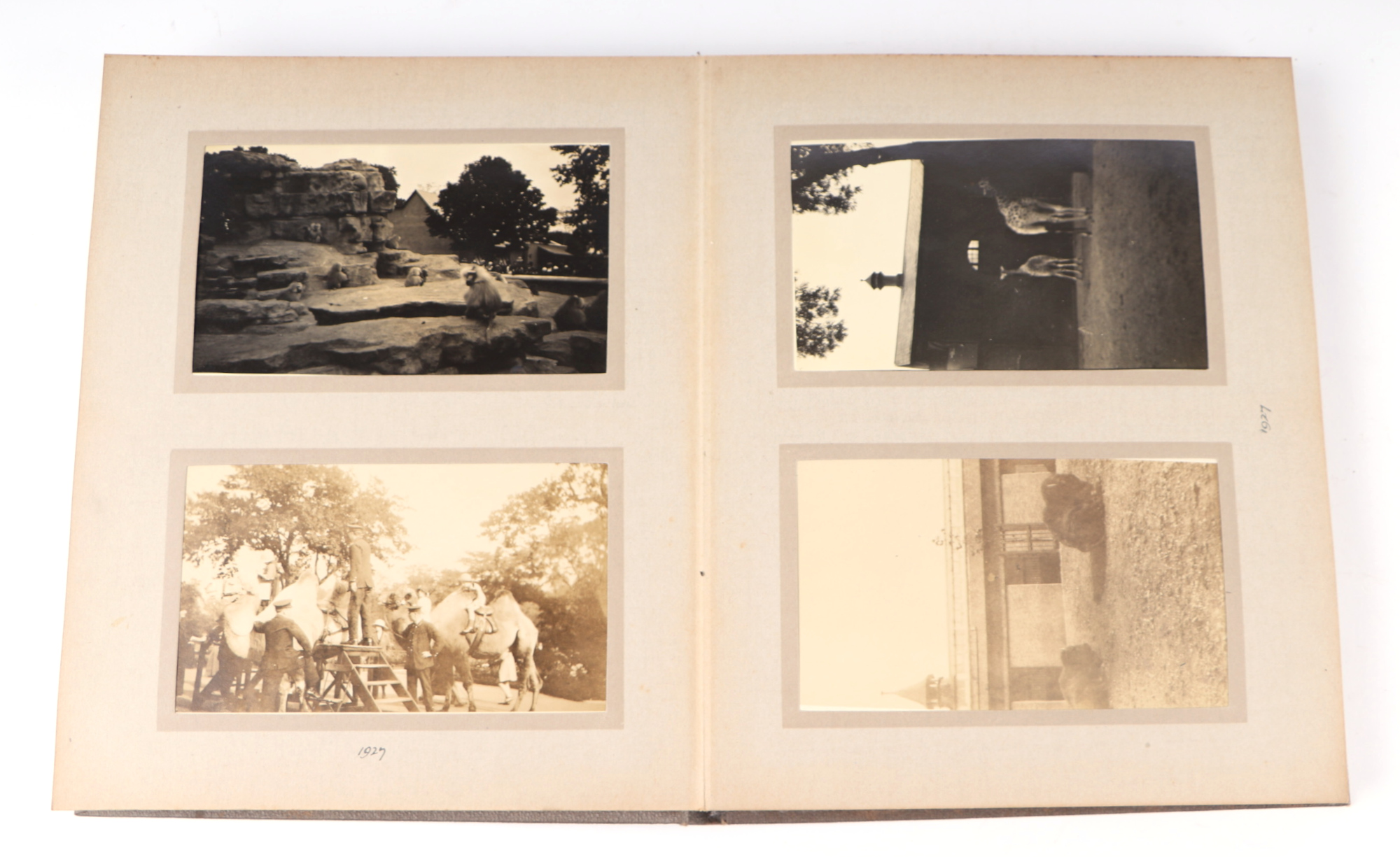 Two private photograph albums containing images of London Zoo between 1925 and 1935, each album - Image 35 of 60