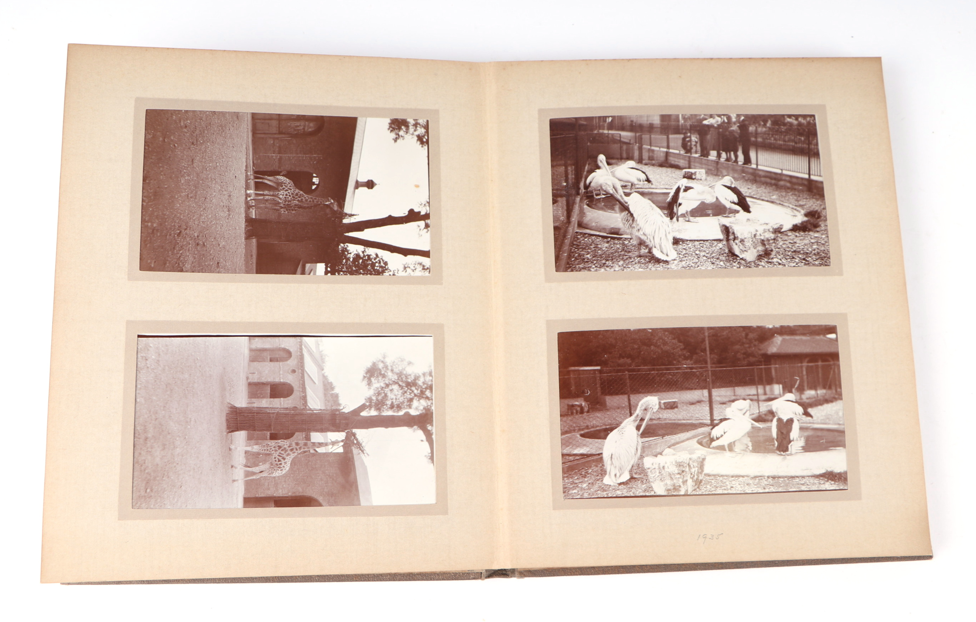 Two private photograph albums containing images of London Zoo between 1925 and 1935, each album - Image 53 of 60