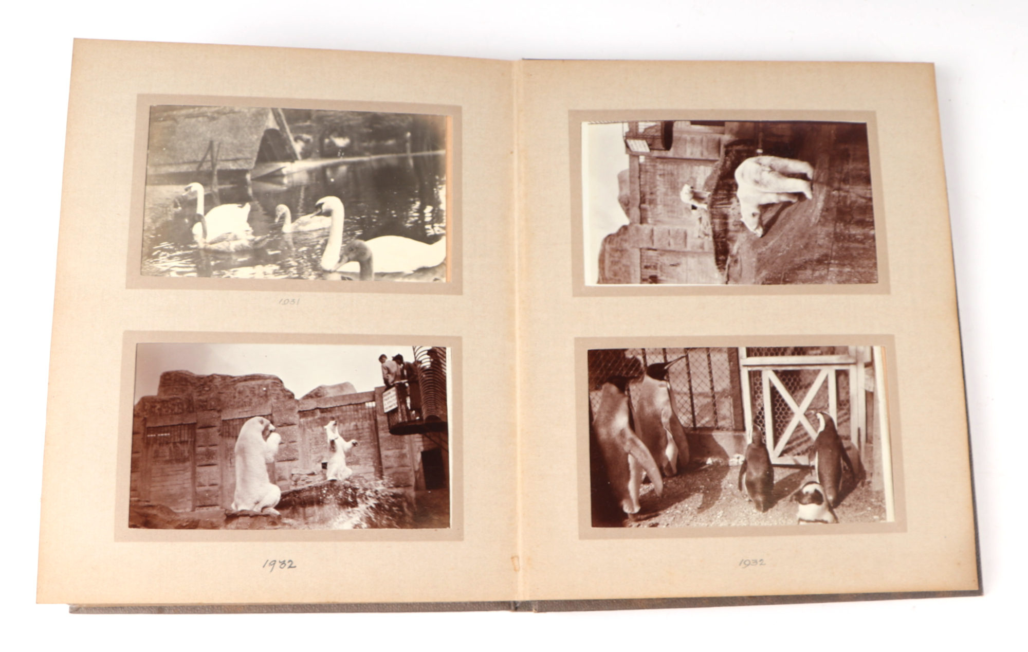 Two private photograph albums containing images of London Zoo between 1925 and 1935, each album - Image 45 of 60