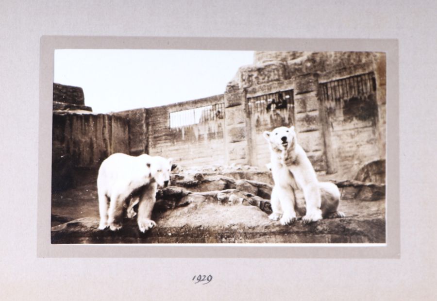 Two private photograph albums containing images of London Zoo between 1925 and 1935, each album - Image 9 of 60