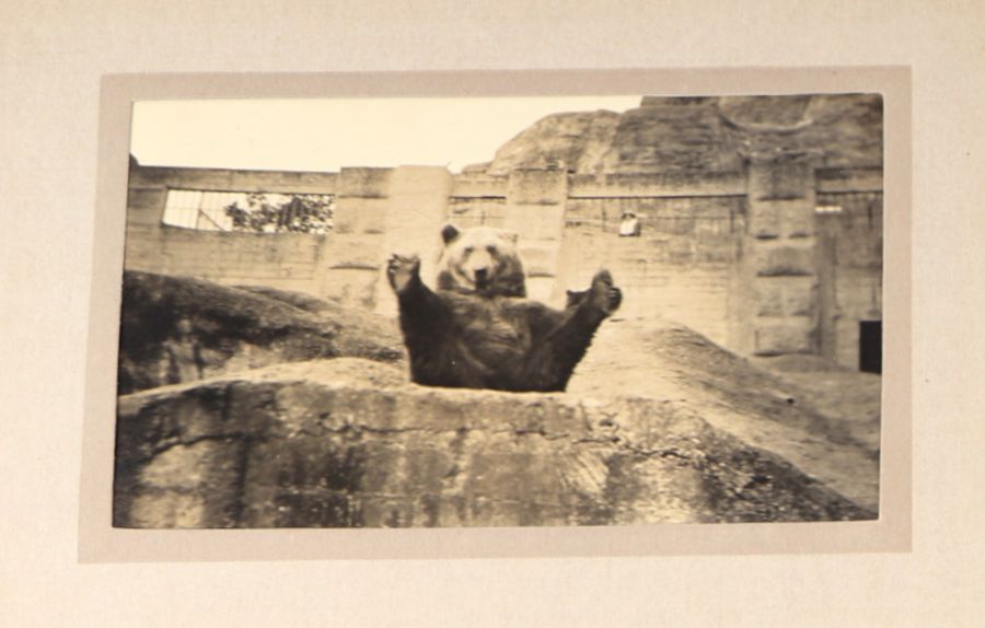 Two private photograph albums containing images of London Zoo between 1925 and 1935, each album - Image 3 of 60