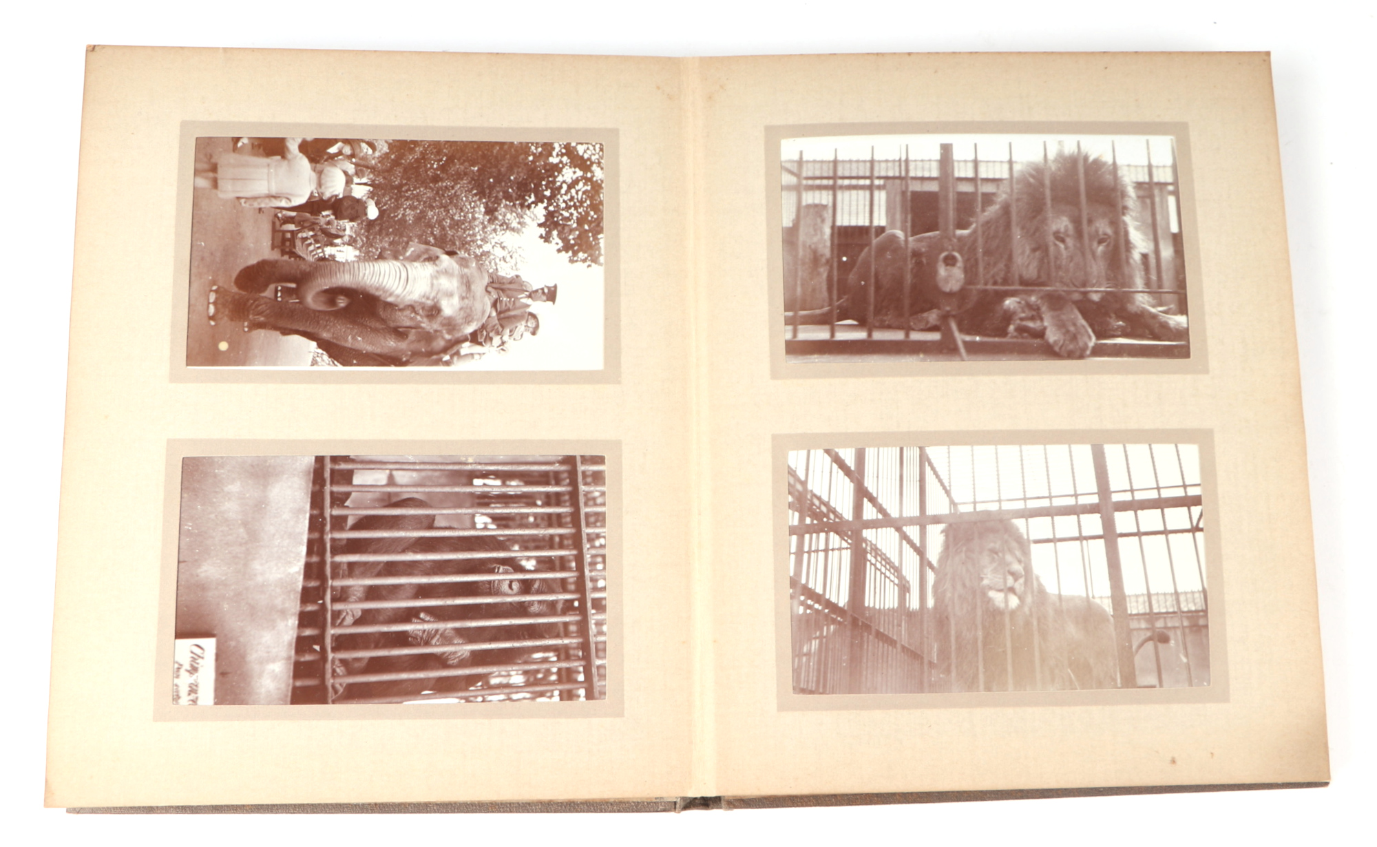 Two private photograph albums containing images of London Zoo between 1925 and 1935, each album - Image 51 of 60