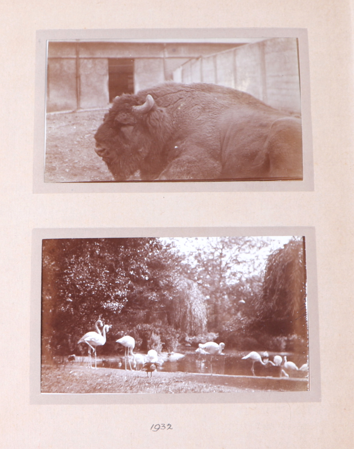 Two private photograph albums containing images of London Zoo between 1925 and 1935, each album - Image 46 of 60