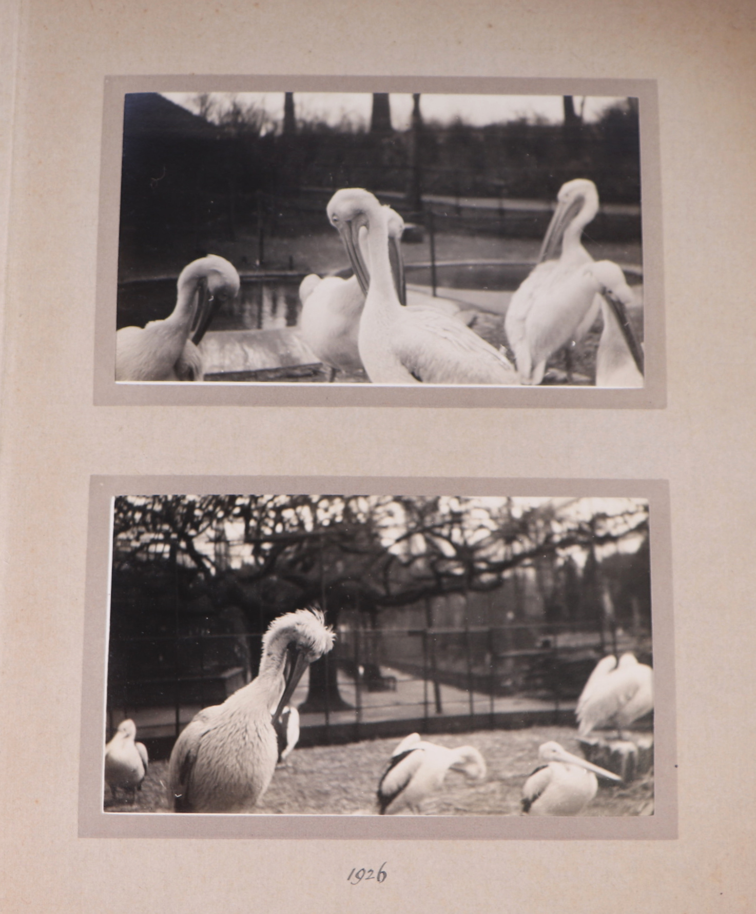 Two private photograph albums containing images of London Zoo between 1925 and 1935, each album - Image 33 of 60