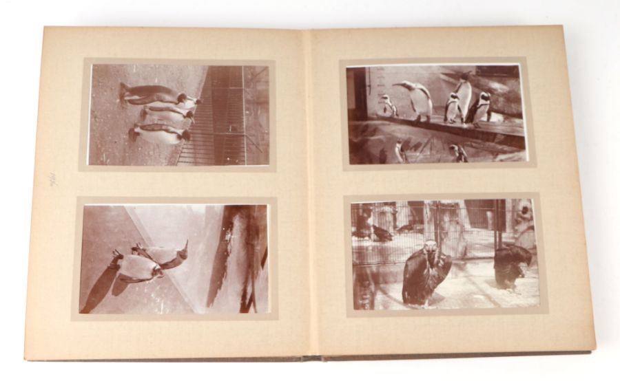 Two private photograph albums containing images of London Zoo between 1925 and 1935, each album - Image 27 of 60