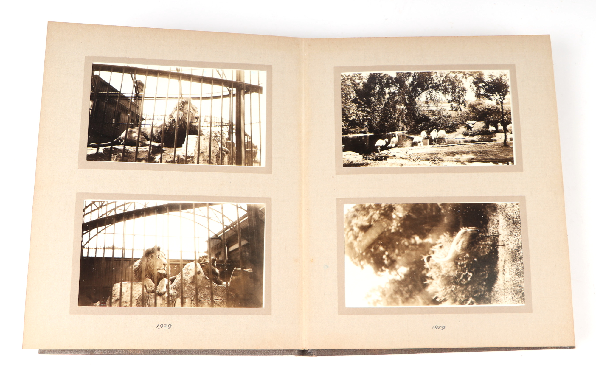 Two private photograph albums containing images of London Zoo between 1925 and 1935, each album - Image 39 of 60