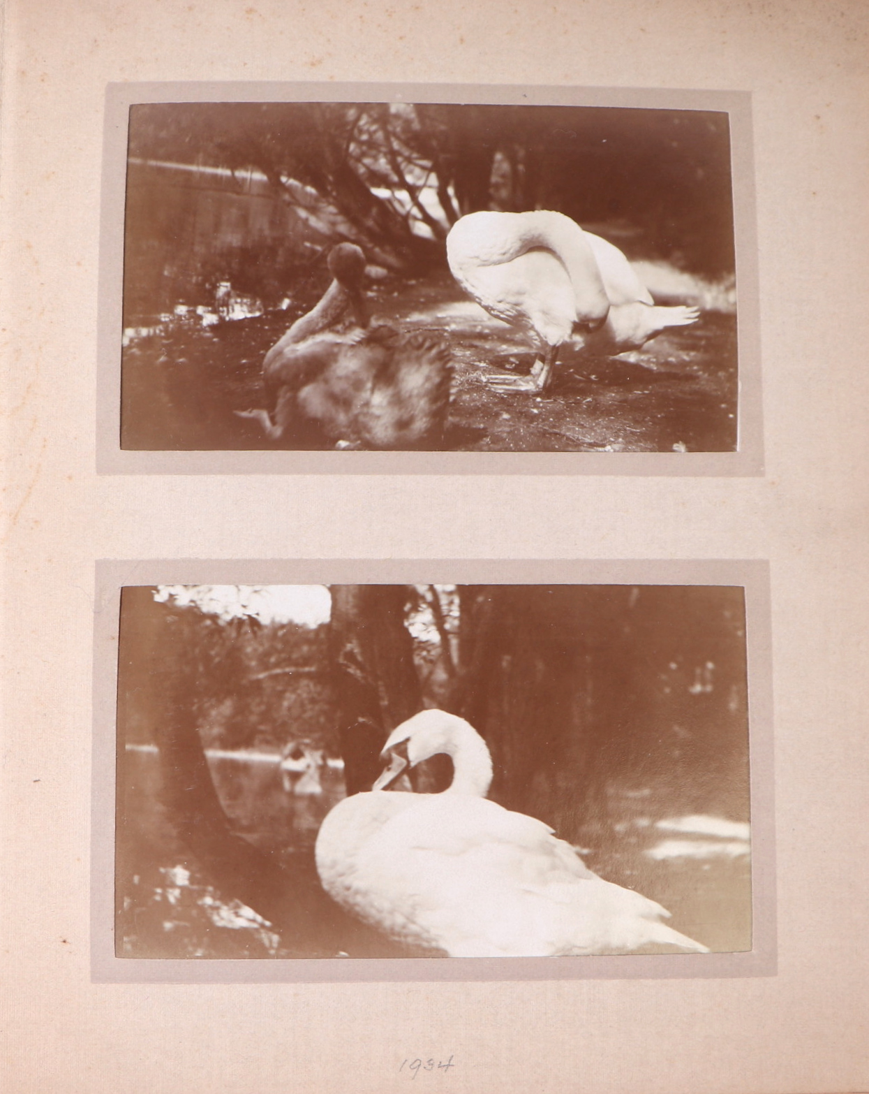 Two private photograph albums containing images of London Zoo between 1925 and 1935, each album - Image 47 of 60