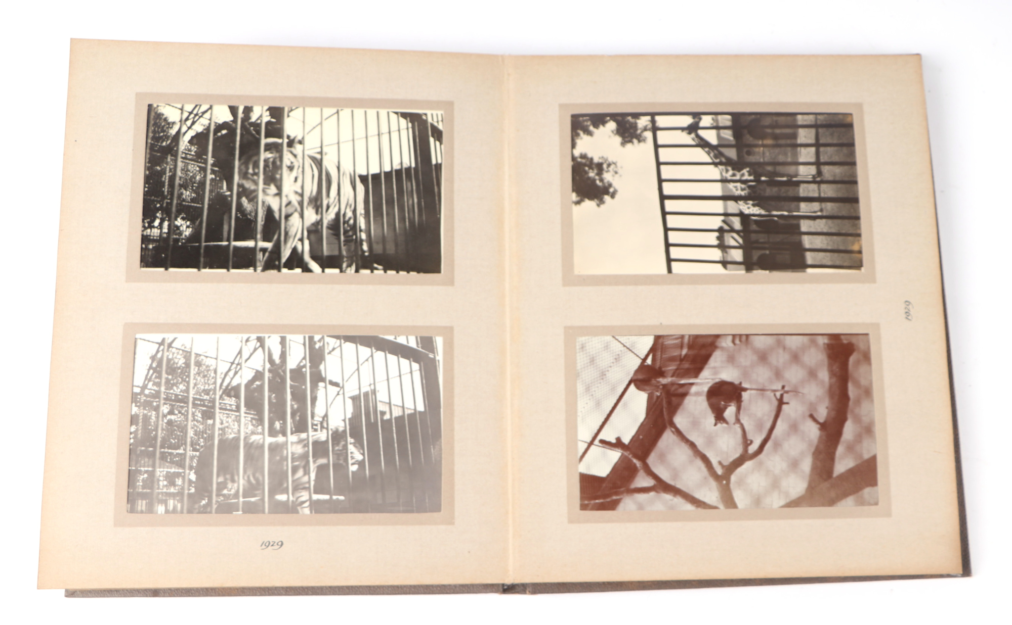 Two private photograph albums containing images of London Zoo between 1925 and 1935, each album - Image 41 of 60