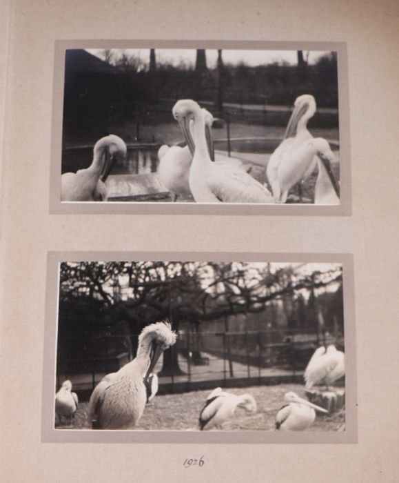 Two private photograph albums containing images of London Zoo between 1925 and 1935, each album - Image 4 of 60
