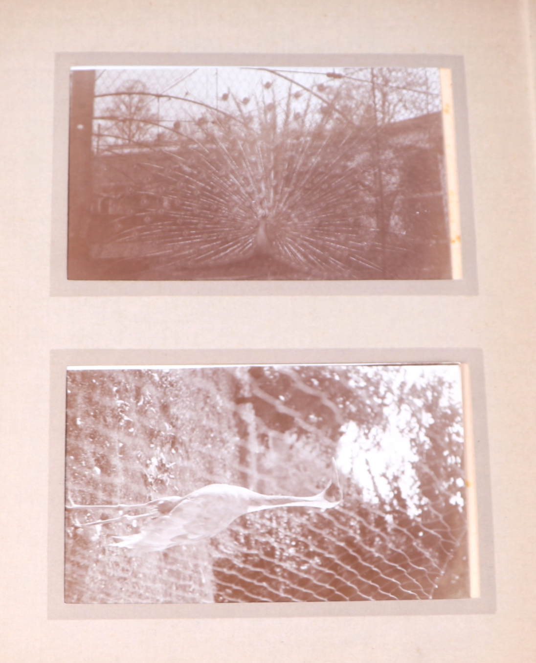 Two private photograph albums containing images of London Zoo between 1925 and 1935, each album - Image 59 of 60