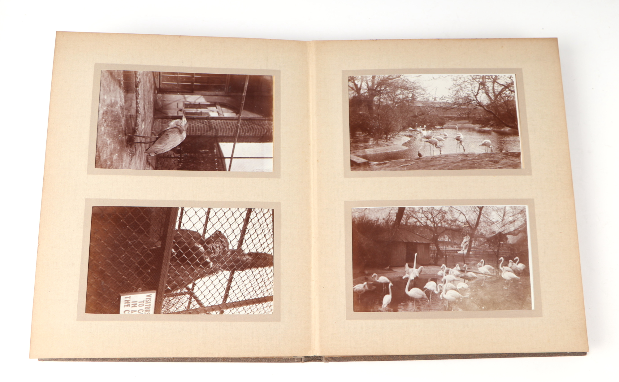 Two private photograph albums containing images of London Zoo between 1925 and 1935, each album - Image 55 of 60