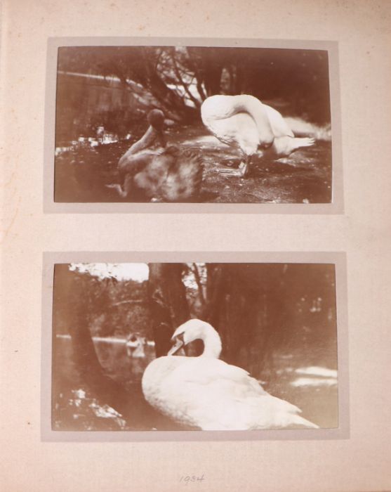 Two private photograph albums containing images of London Zoo between 1925 and 1935, each album - Image 18 of 60