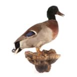 Taxidermy. A mallard drake duck mounted on a chicken of the woods fungus wall bracket.