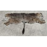 An animal hide, possible a wildebeest, approximately 225cm wide.