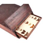 Taxidermy. A mahogany collectors chest with four drawers, some containing butterflies, 27cm by