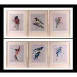 A set of six coloured prints depicting tropical birds, framed and glazed, each 20cm by 26cm,