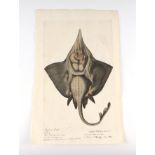 After Francis Willoughby (1635-1672) - a hand coloured engraving depicting a Ray Fish, with