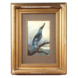 Early 20th century British school - Study of a Bird on a Branch - watercolour, 16 by 25cms, framed &