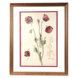 Victorian school - Study of a Garden Poppy - dated July 19, '83, Frost & Reed Gallery label to