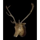 Taxidermy . An early 20th century 8 point stag head and shoulders mounted on a shield shaped