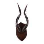 Taxidermy. Lesser Kudu horns mounted on a shield shaped plaque, horn height 58cms.