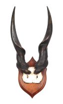 Taxidermy: A pair of giant Eland horns on partial scull, mounted on an oak shield, believed to be